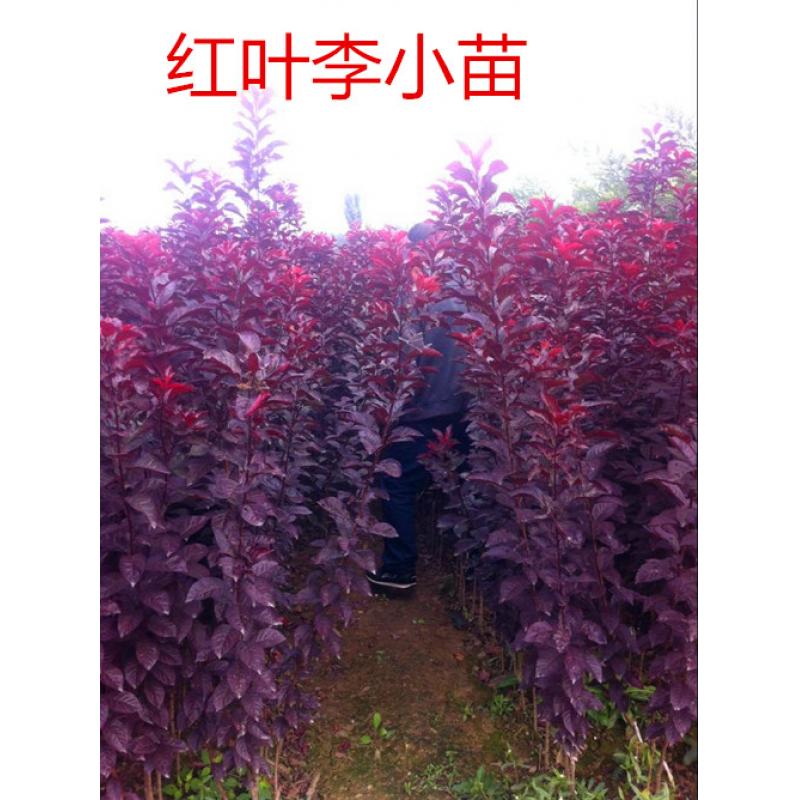 树种-红叶李