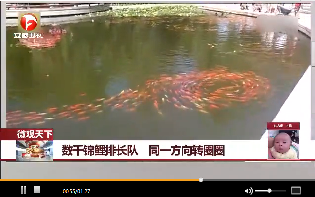 神奇！龙潭公园：数千锦鲤排长队朝同一方向转圈