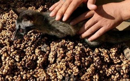 印尼咖啡豆进口报关代理公司
