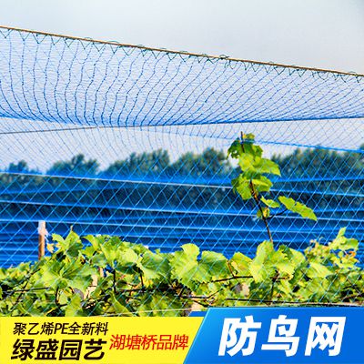 现货供应 ***单丝防鸟网防护网葡萄樱桃果园果树边网批发