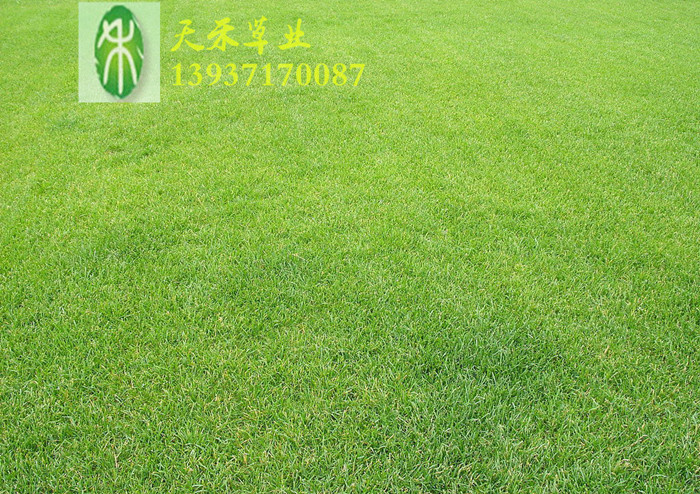 郑州天禾草业供应进口草种 草坪种子 牧草种子