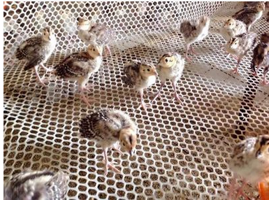 塑料养殖网绿色家禽养殖网养鸡鸭鹅专用网