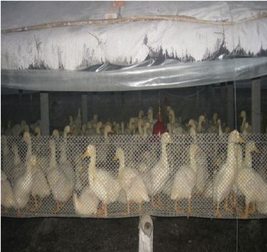 全新白色养殖网 育雏网 养鸡塑料平网