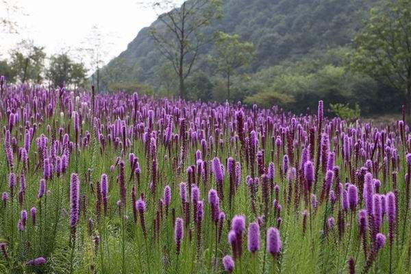 （美了美了！）河北蛇鞭菊#蛇鞭菊价格#山东蛇鞭菊--青禾