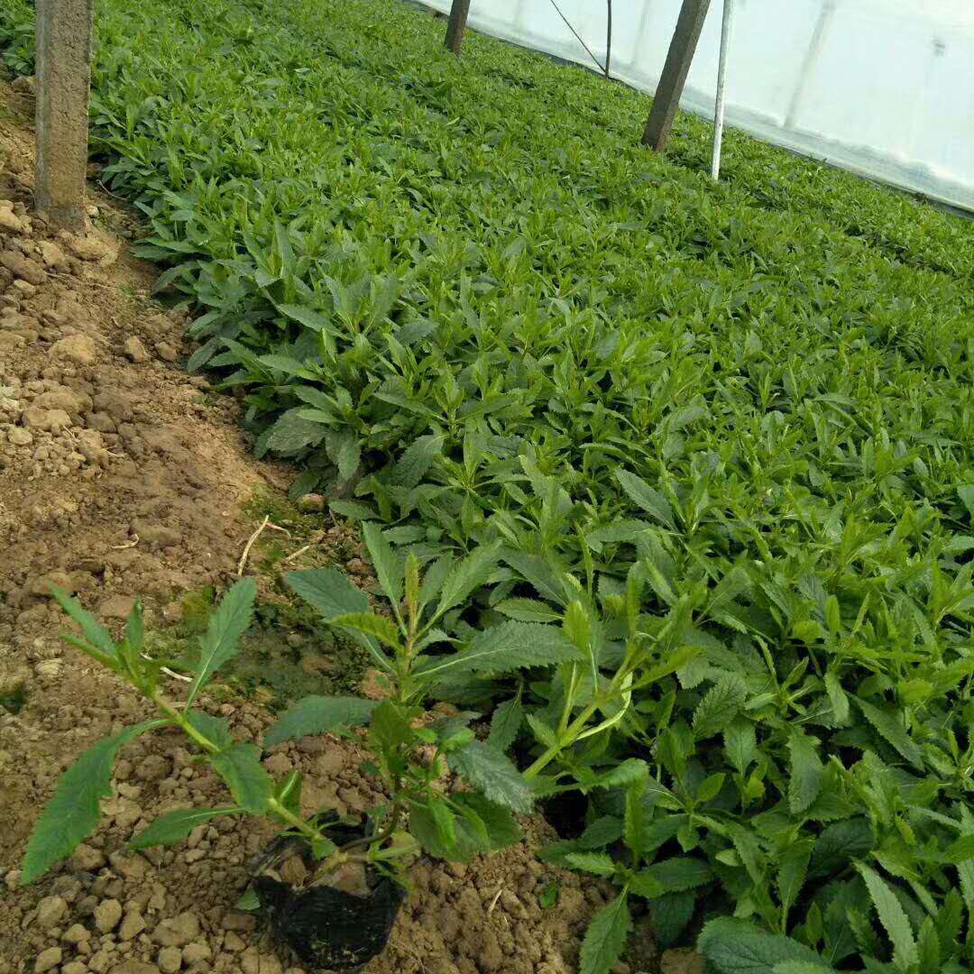 青州垭枫柳叶马鞭草花海绿化小苗种植基地