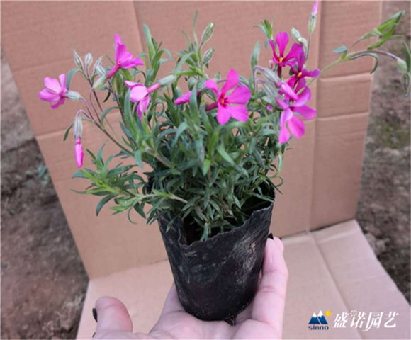 ***芝樱小苗基地种植批发