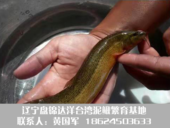 【达洋】台湾泥鳅鱼养殖技术有***泥鳅苗养殖场地