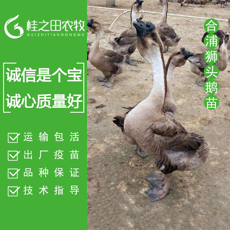 广西狮头鹅苗批发、纯种合浦鹅苗孵化、大种汕头鹅苗供应