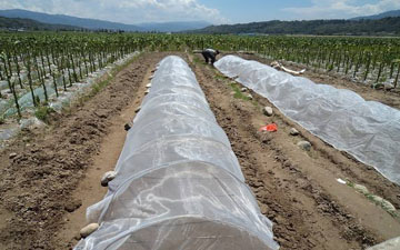 全新料耐用的豆虫养殖网批发直供抗氧化的养殖网批发