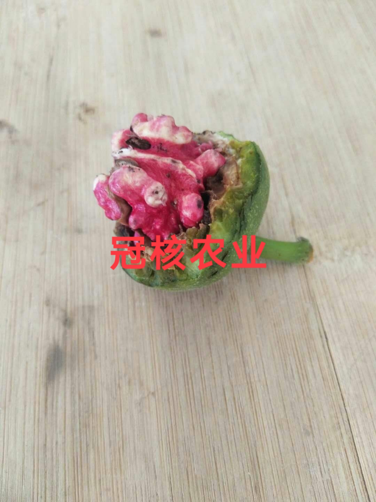 红肉核桃苗品种冠核红仁核桃苗伊朗紫皮核桃苗出售抗寒