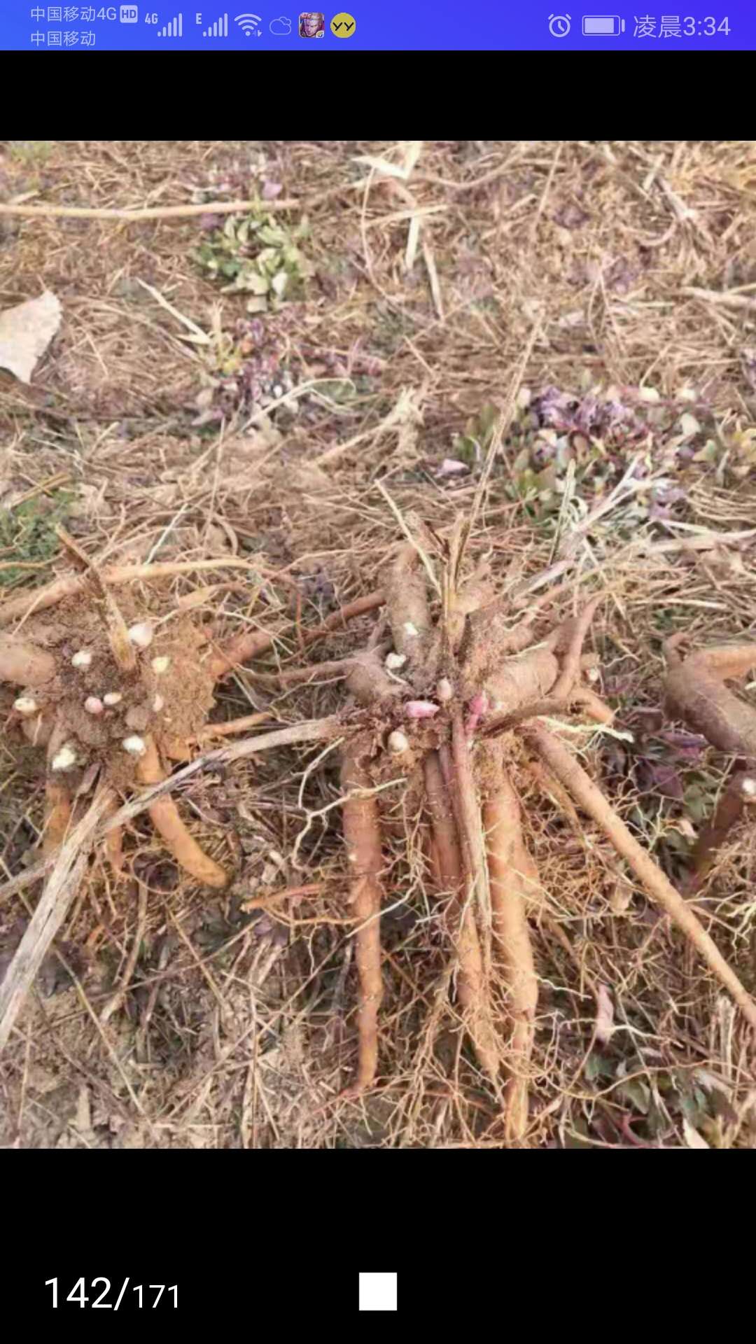 芍药苗订购送礼品-芍药苗易管理