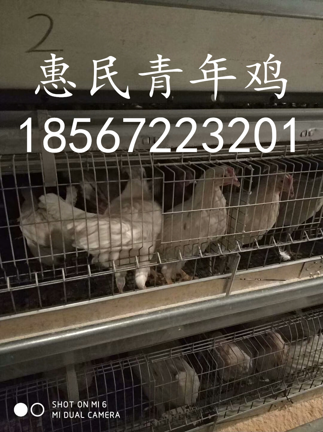 蚌埠罗曼粉蛋鸡青年鸡 蚌埠60天罗曼粉蛋鸡成本价急售