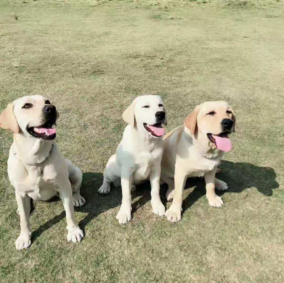 烟台训狗 烟台宠物训练 烟台训犬