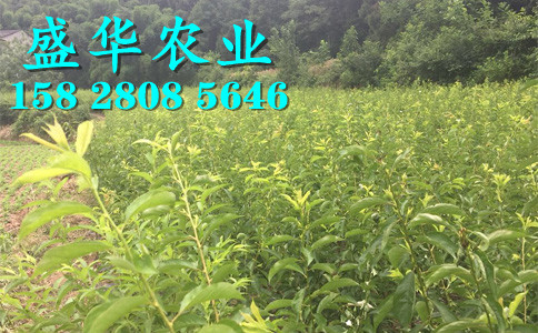 晚熟青脆李树苗土壤改良技术。茂县青脆李树苗合作社