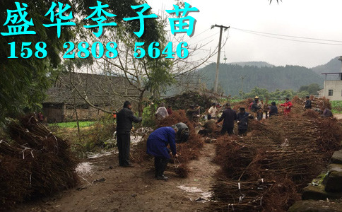 江西青脆李树苗种植基地_江西青脆李子苗2cm价格