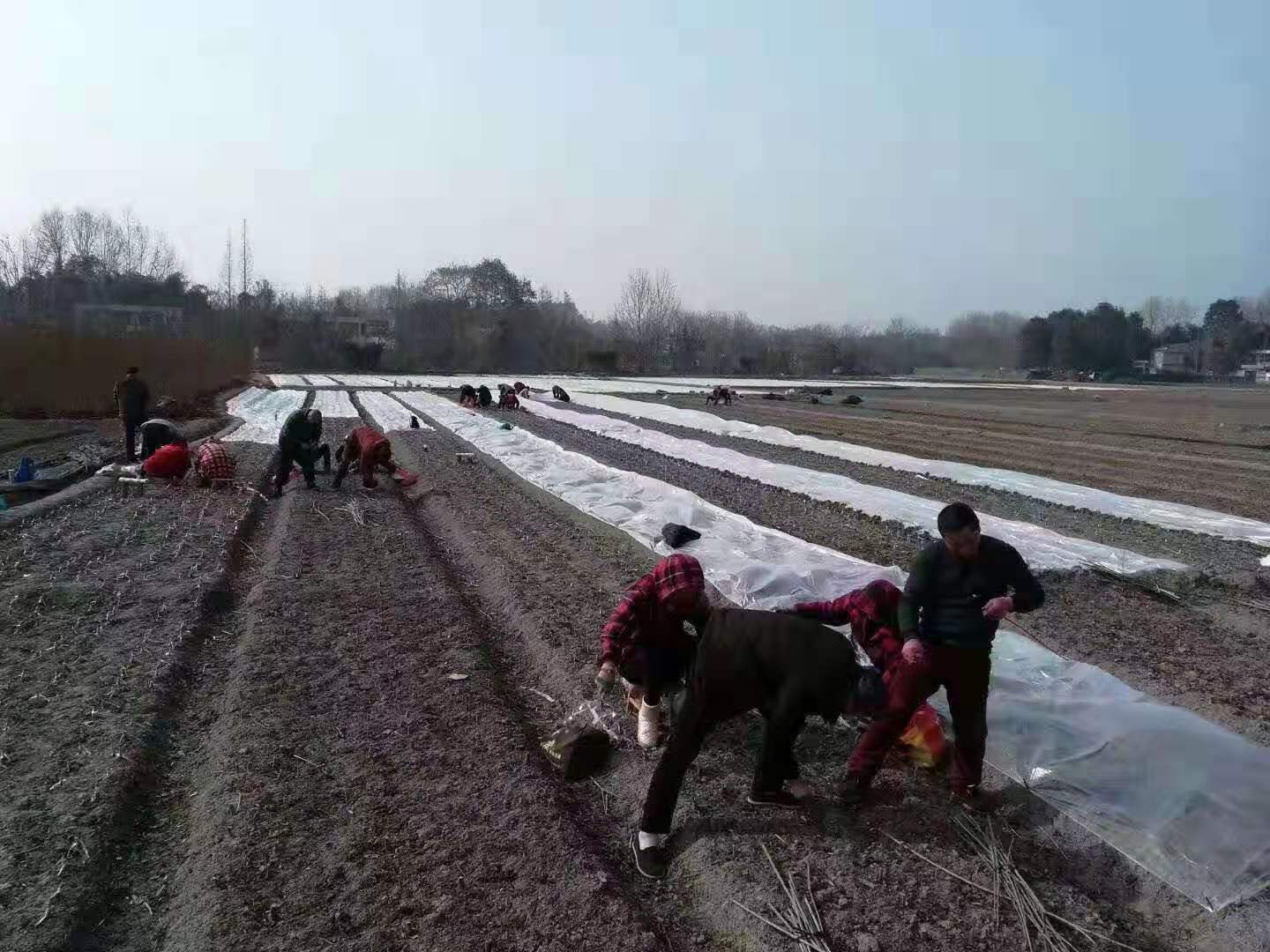 内江青脆李子苗价格，李子树树苗