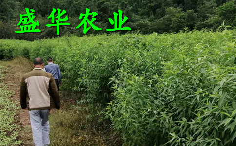 青脆李苗秋季。山西青脆李树苗价格