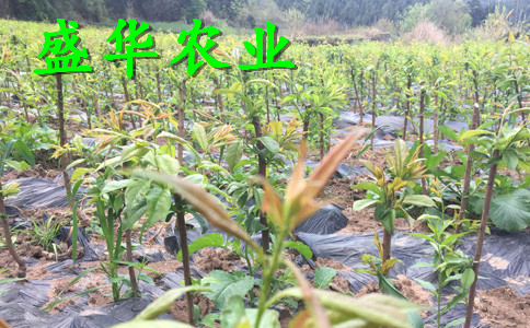 晚熟脆红李树苗土壤改良技术。十堰脆红李树苗厂家