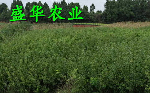 脆红李苗离核，脱骨。。江西脆红李苗示范基地