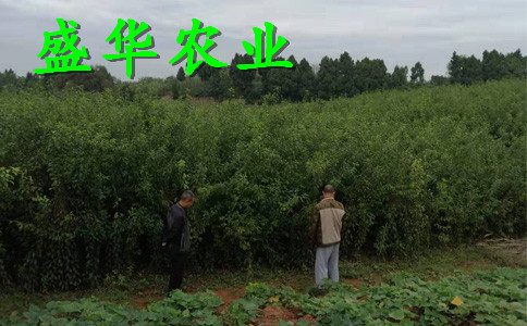 脆红李苗离核，脱骨。。江西脆红李苗示范基地