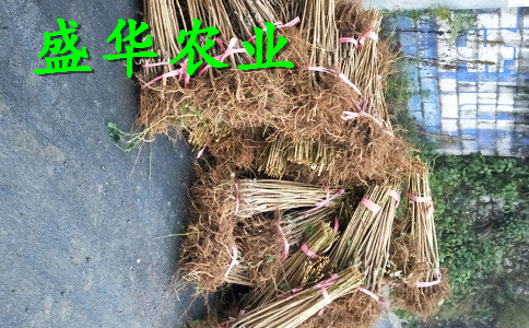 脆红李苗离核，脱骨。。江西脆红李苗示范基地