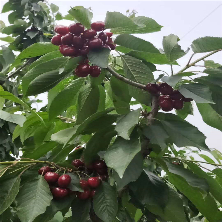 江西玛瑙红樱桃树苗基地***，玛瑙红樱桃树苗新品种