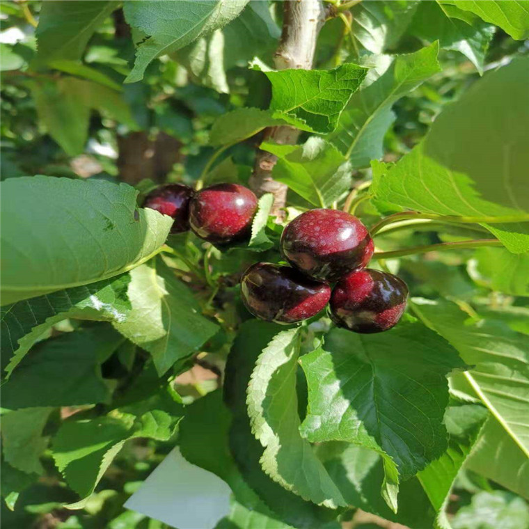 浙江玛瑙红樱桃树苗基地***，玛瑙红樱桃树苗新品种