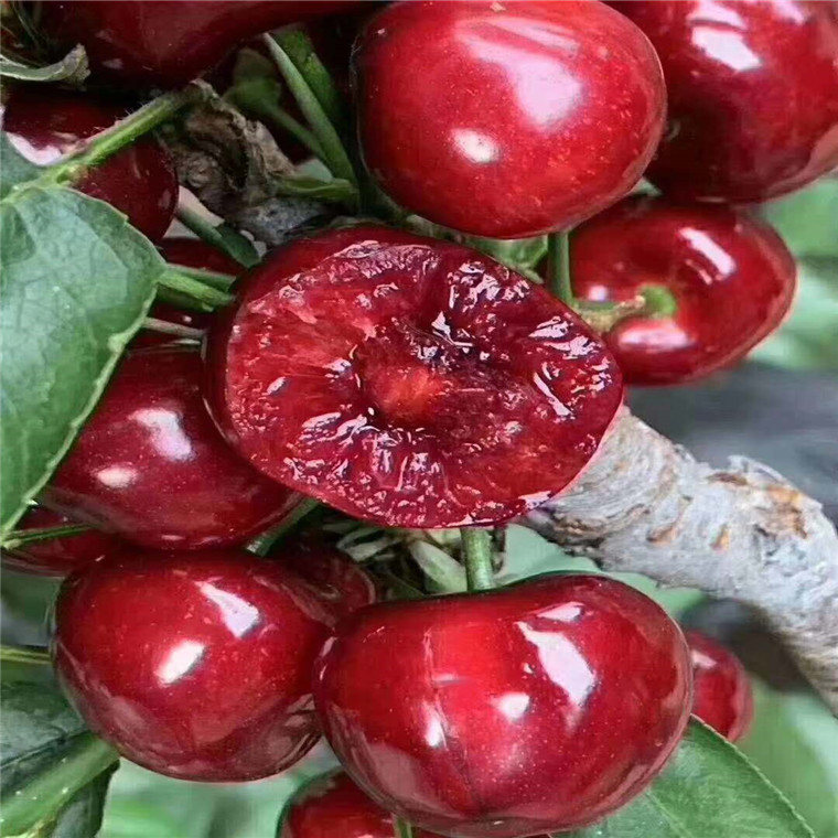 湖南玛瑙红樱桃苗基地***，玛瑙红樱桃苗新品种