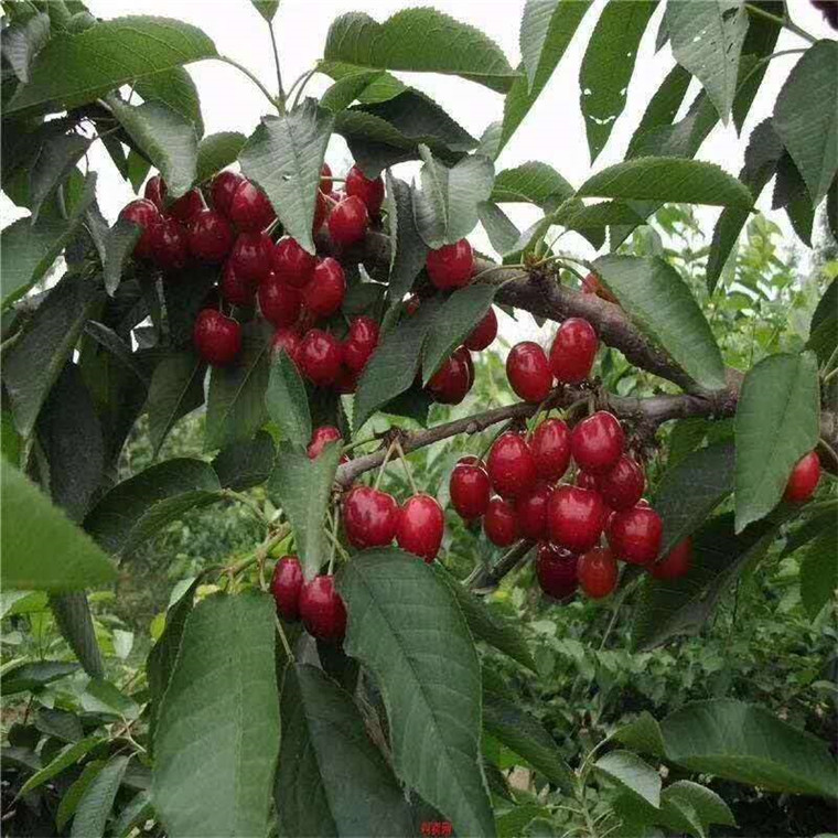 贵州玛瑙红樱桃树苗基地***，玛瑙红樱桃树苗新品种