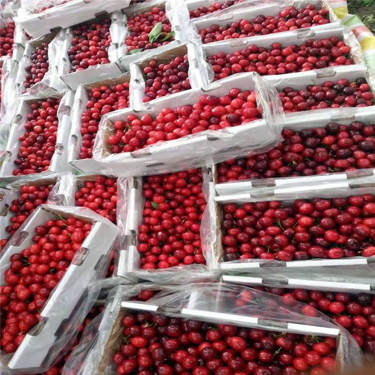 安徽玛瑙红樱桃苗厂家***，玛瑙红樱桃苗新品种