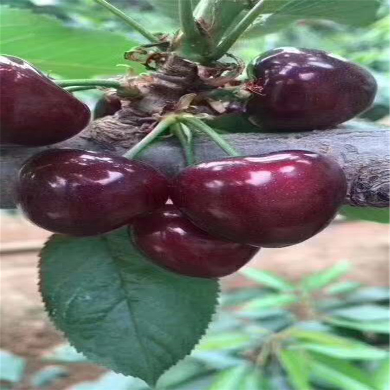 贵州黑珍珠樱桃苗基地***，黑珍珠樱桃苗新品种