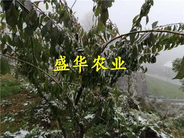 重庆大足凤凰李子树苗销售_凤凰李子树苗常见树型。