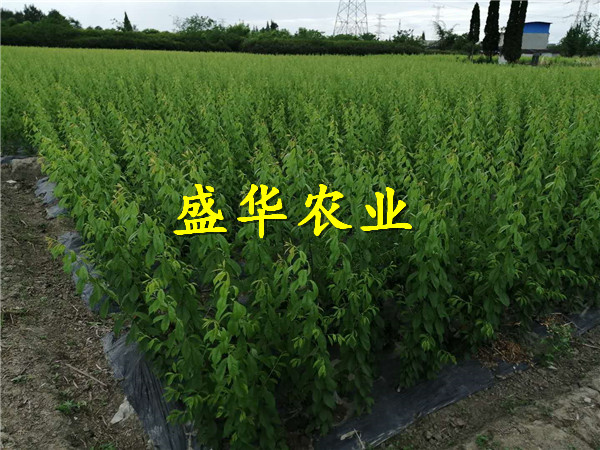 重庆大足凤凰李子树苗销售_凤凰李子树苗常见树型。