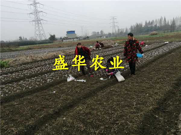 陕西汉中五月脆李子树苗价格、五月脆李子树苗株单价。